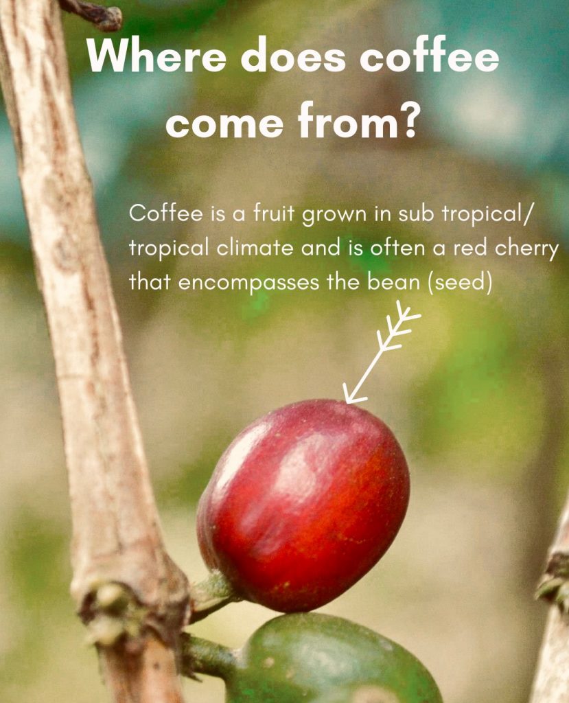 Photo of Coffee fruit on the vine with the text "Where does coffee come from?"