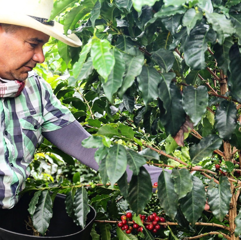 A farmer hard at workkharvesting coffee beans.